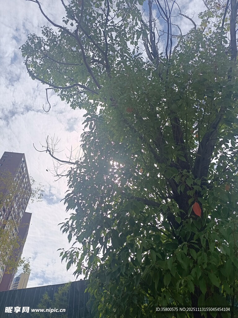 阳光下繁茂的绿树