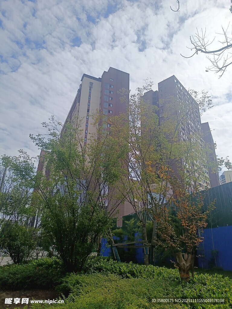 高楼旁的绿植景观