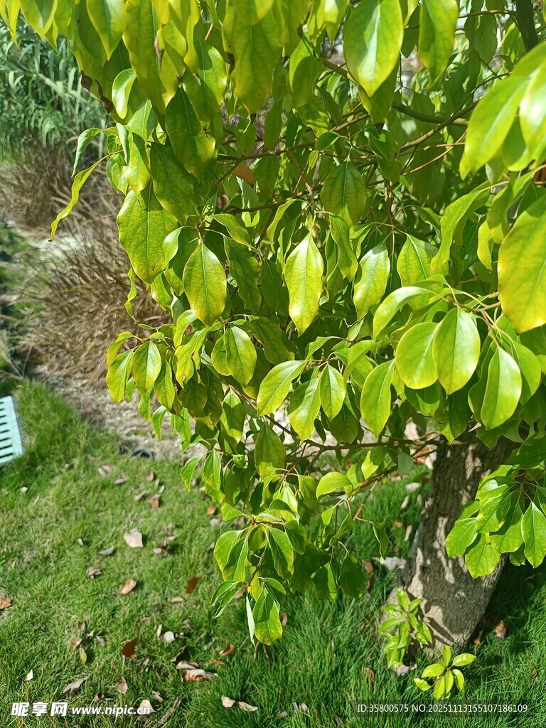 翠绿繁茂的树叶景观