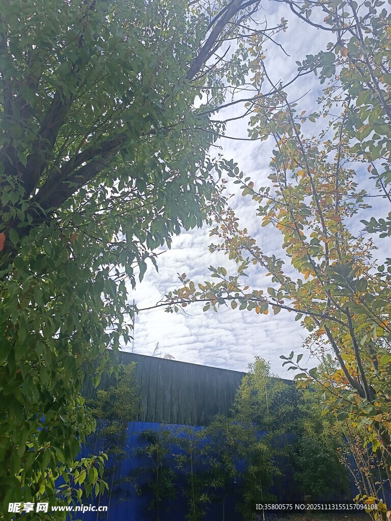 透过枝叶看建筑