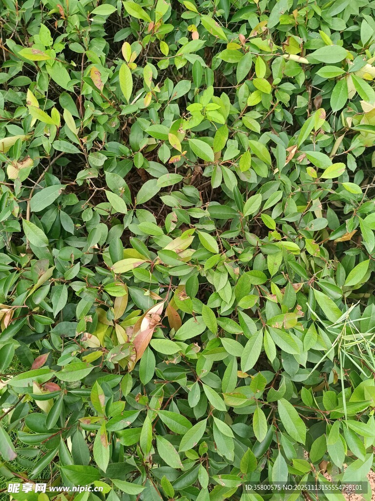 翠绿繁茂的植物叶片