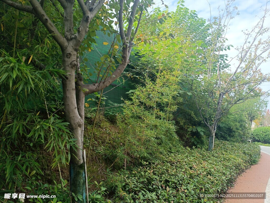 林间小径旁的葱郁绿植