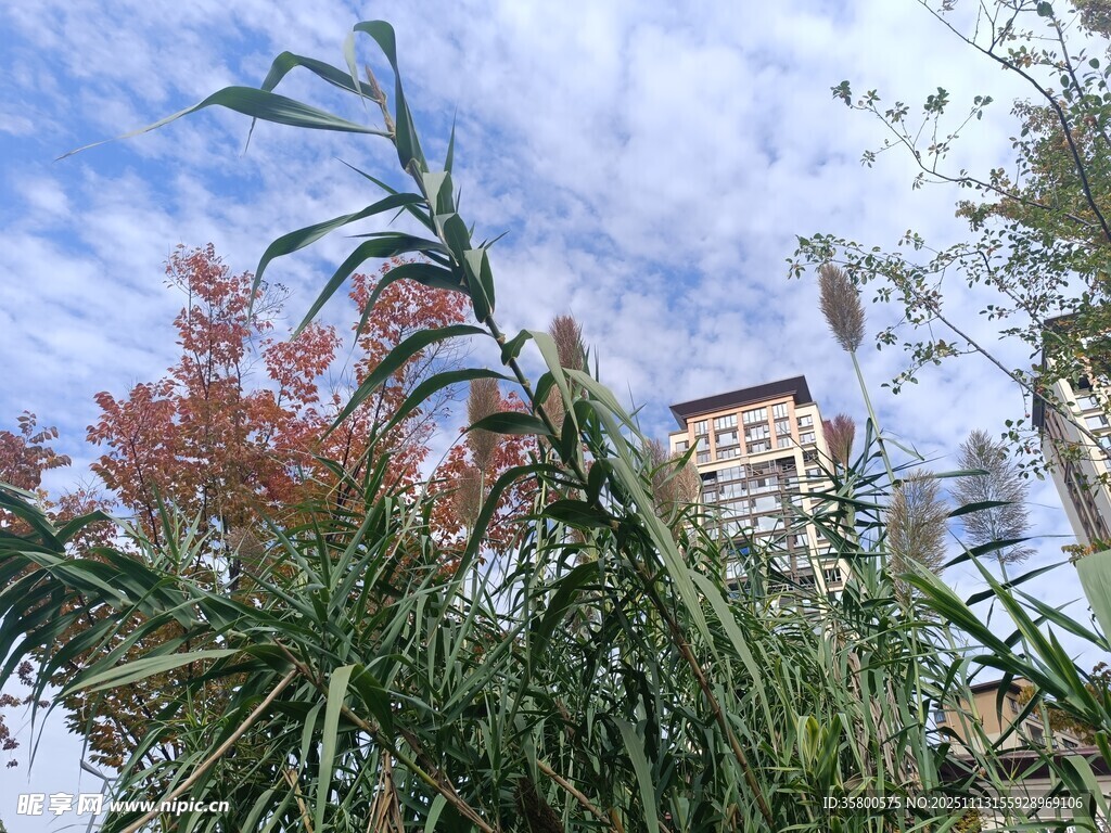 透过绿植望城市建筑