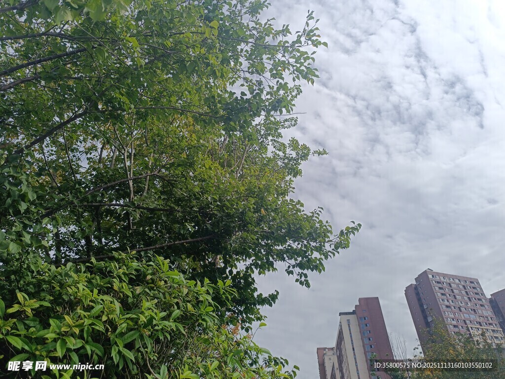 城市中葱郁树木与高楼