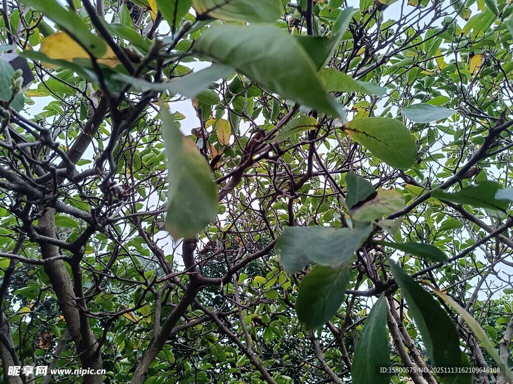 枝叶繁茂的绿色植物景观