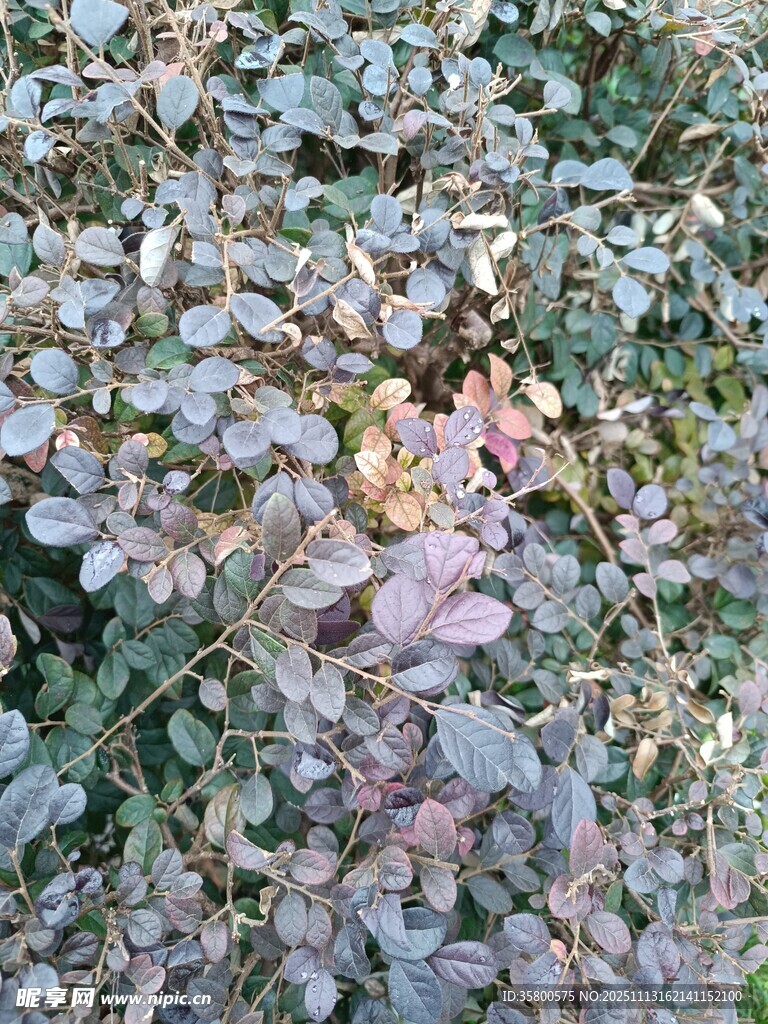 紫色叶片植物特写