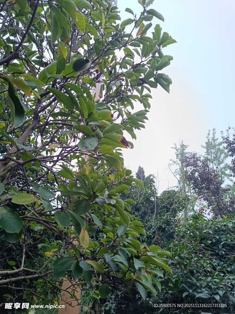 繁茂绿植