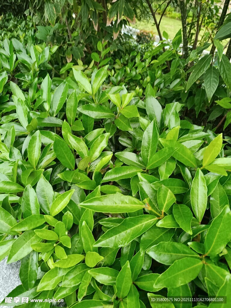 翠绿繁茂的叶片植物