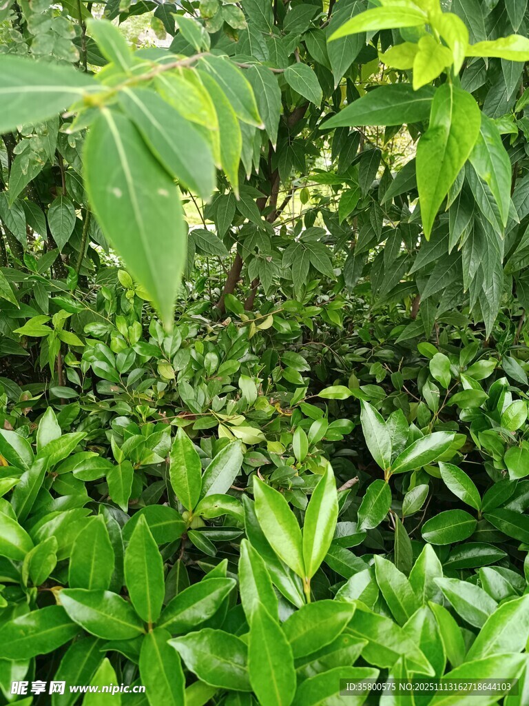 翠绿繁茂的植物景观