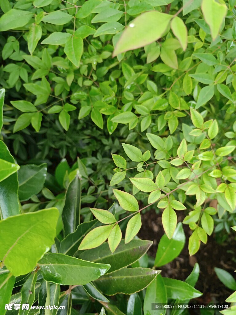 翠绿繁茂的植物叶片