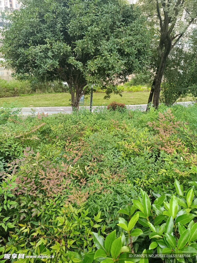 绿意盎然的户外自然景观