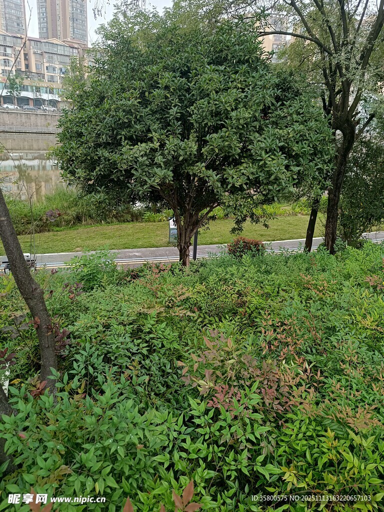 城市中的绿植景观