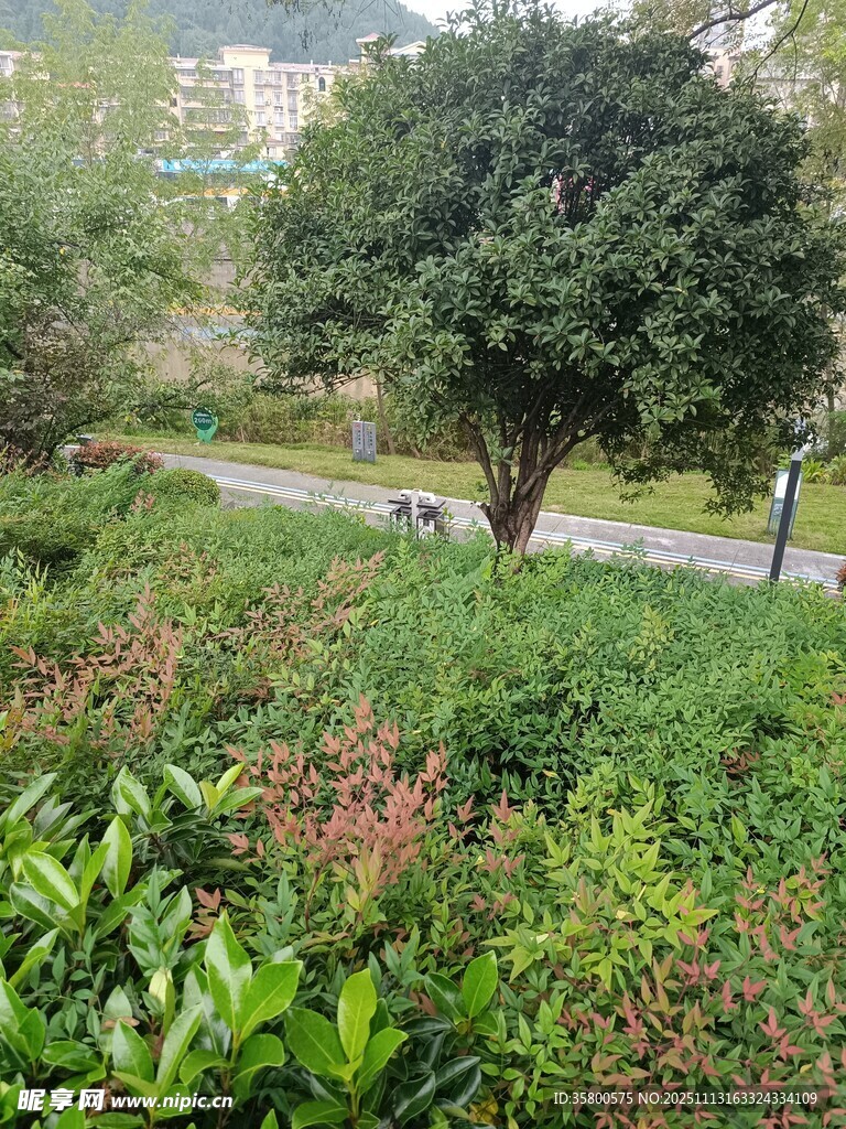 绿意盎然的户外自然景致