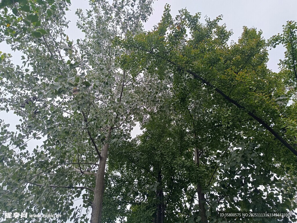 茂密树林中的绿意景象