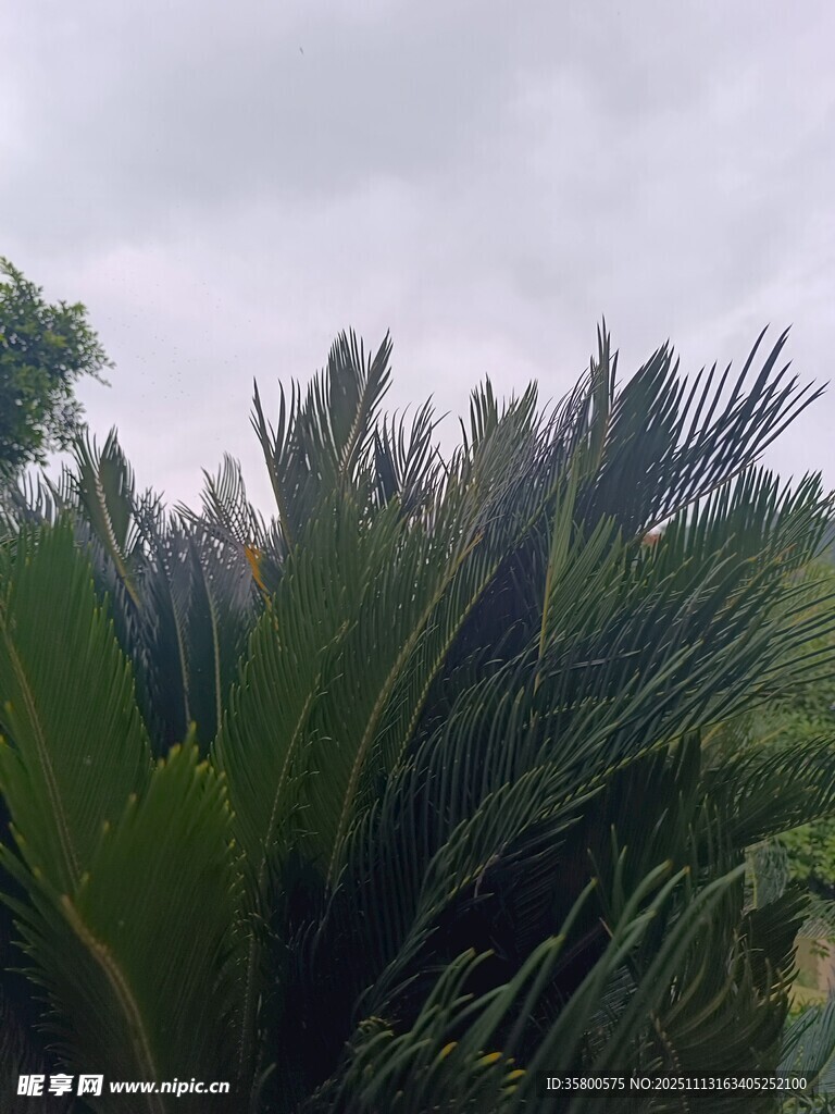 狂风中的翠绿植物