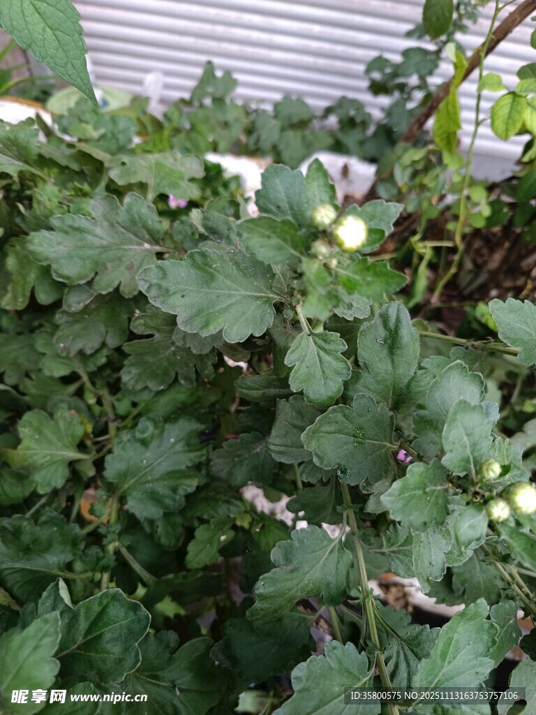 绿叶繁茂的植物景观