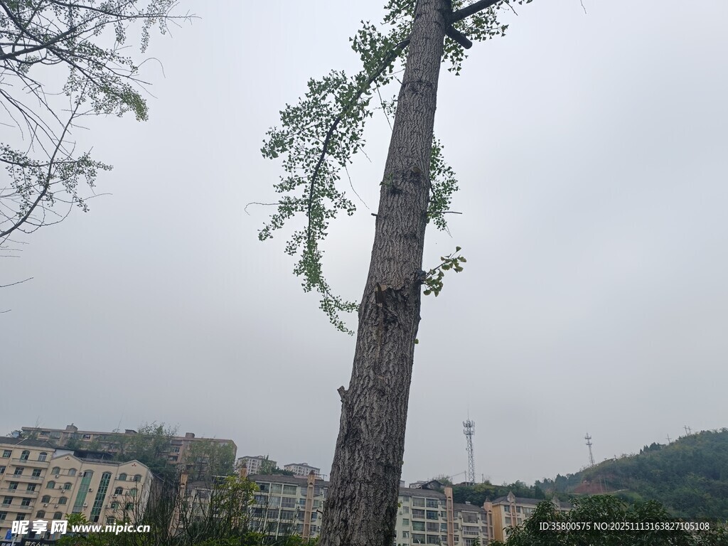 高耸孤树与远处建筑景观
