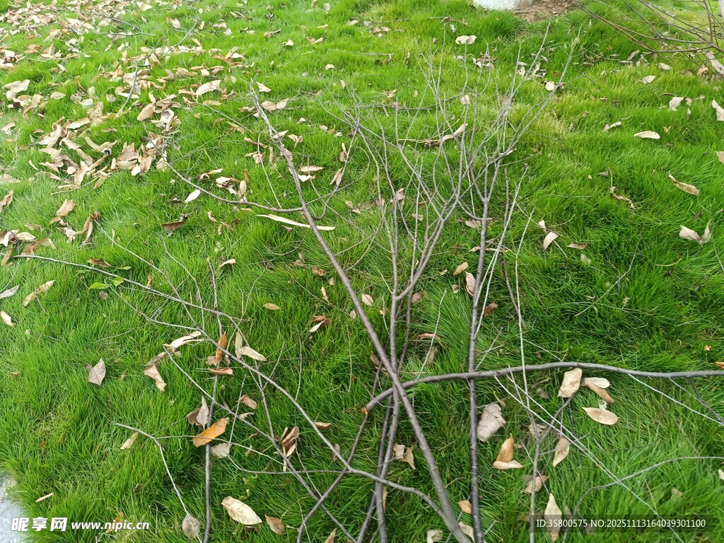草地上的枯枝与落叶