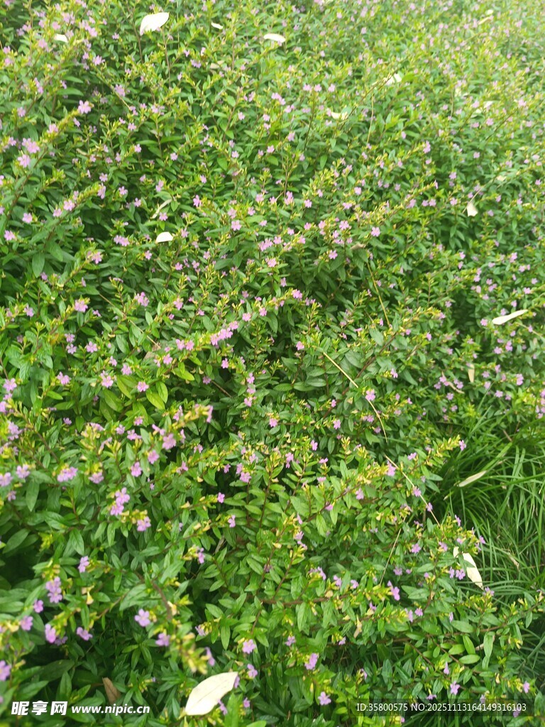 绿意盎然的繁茂植物景观