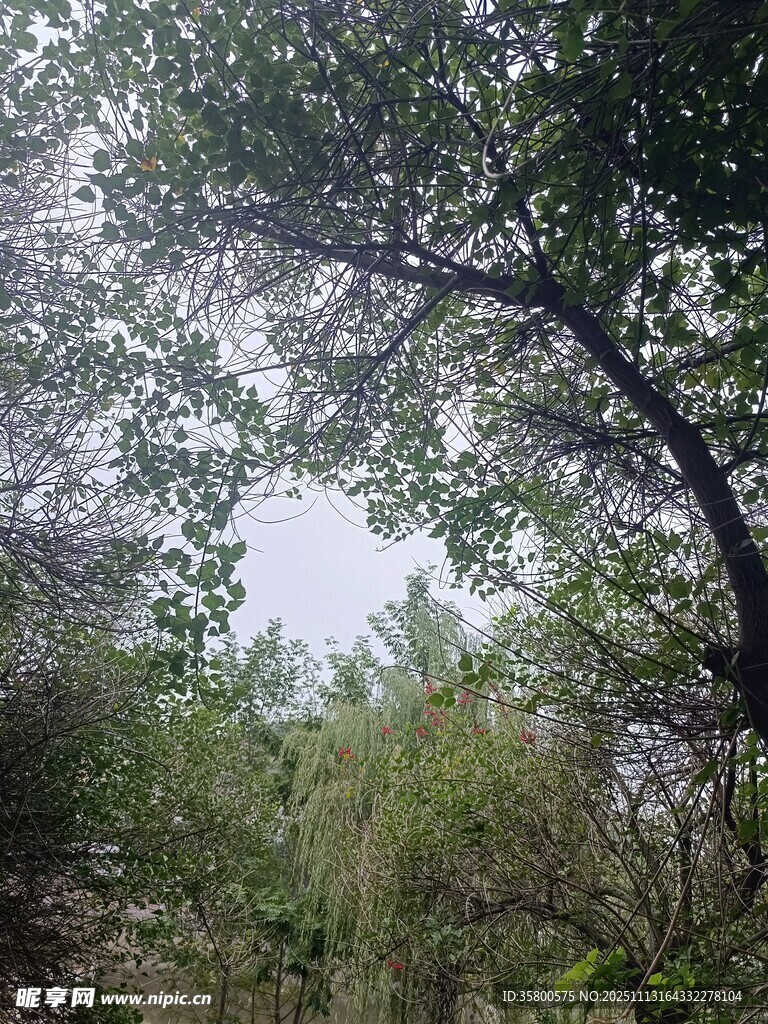 林中弯曲树枝的自然景象