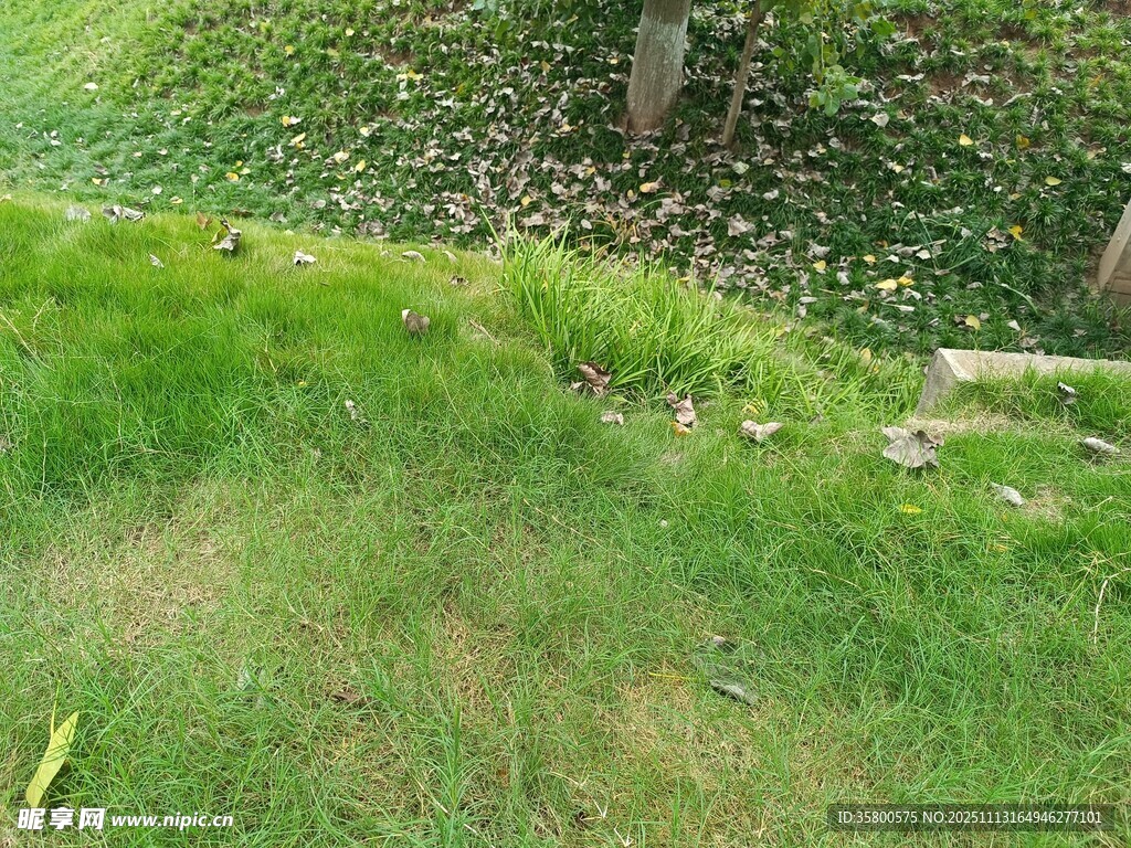 绿意盎然的草地景观