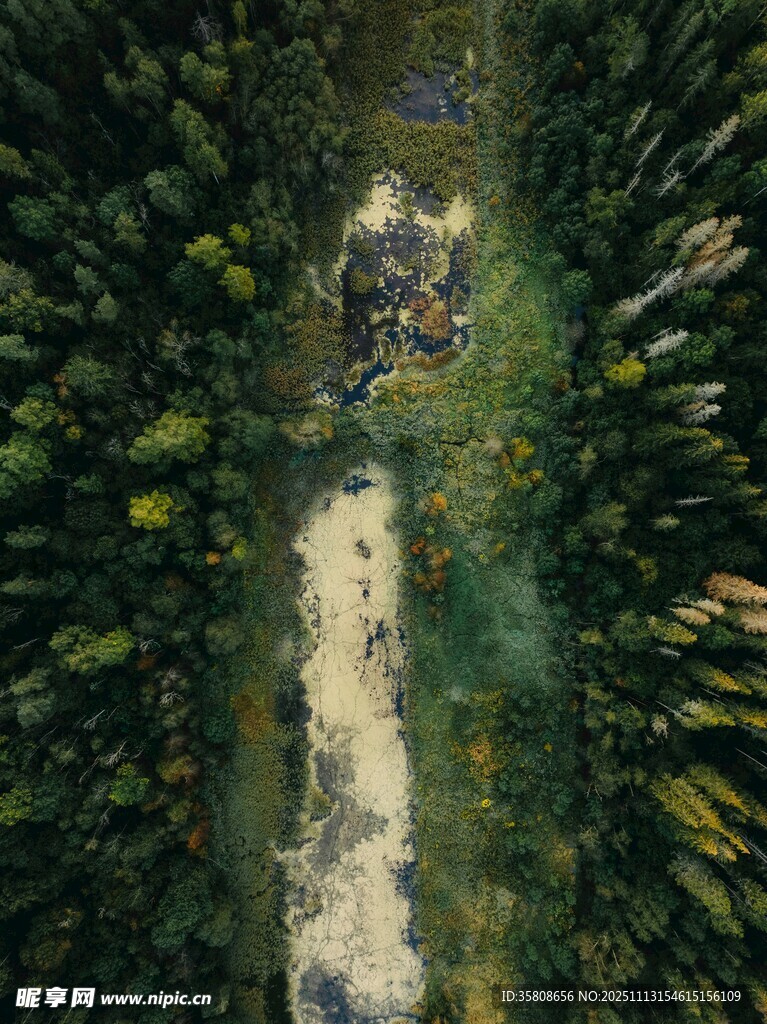 森林中的蜿蜒小道