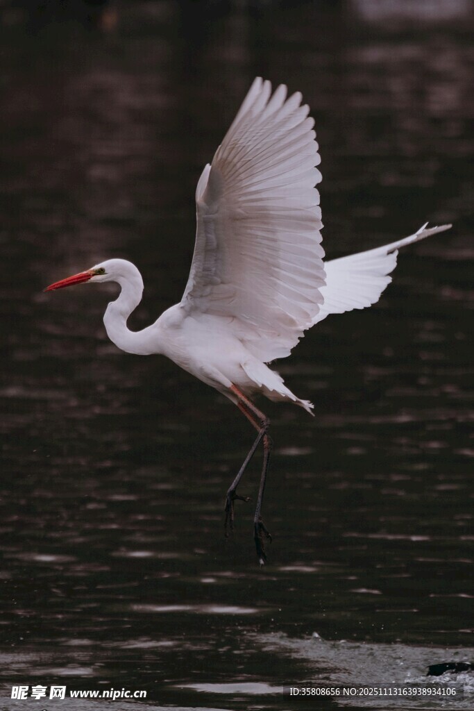白鹭展翅于水面