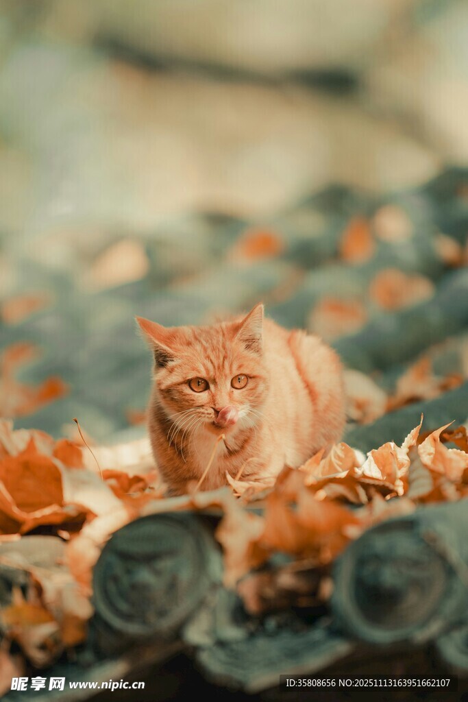 屋顶橘猫伴落叶