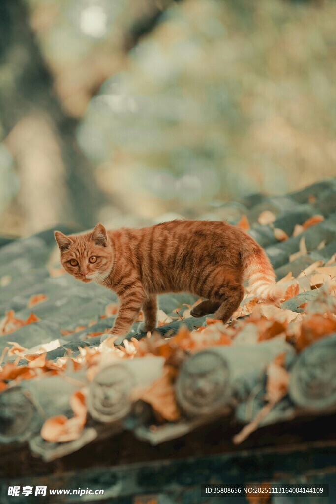 屋顶上的橘猫