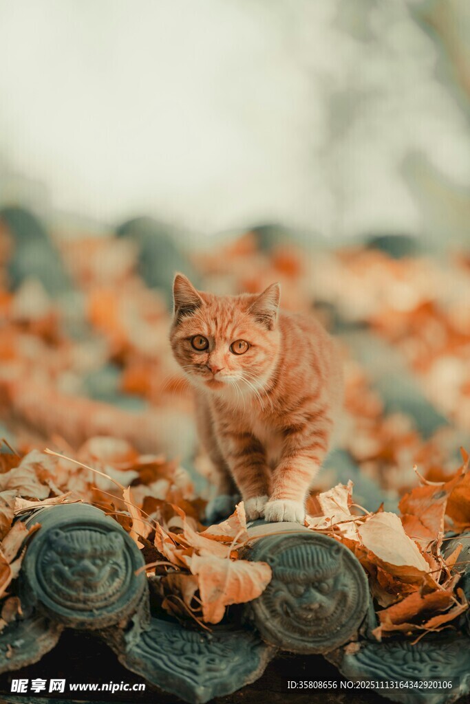 屋顶橘猫与落叶