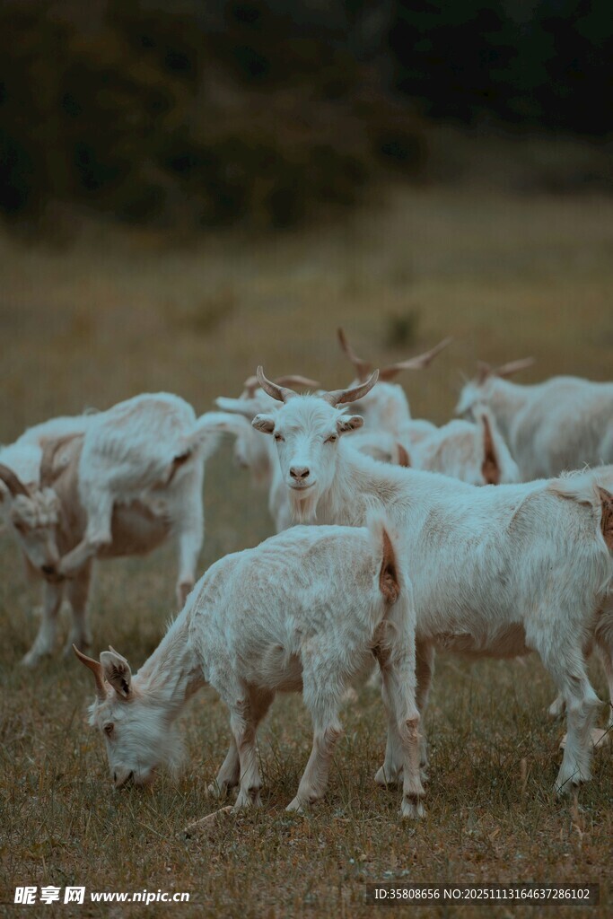 田野中的白色羊群