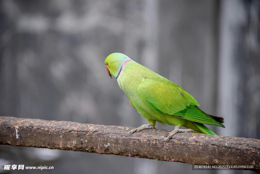 枝头绿鹦鹉