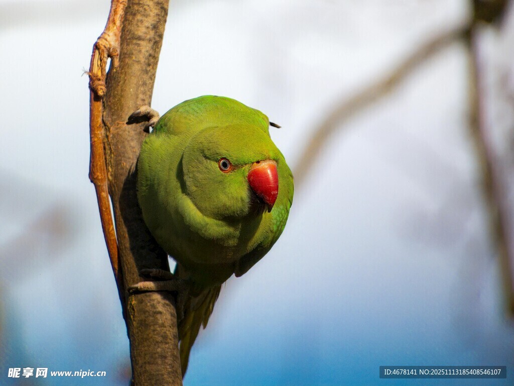 枝头绿鹦鹉