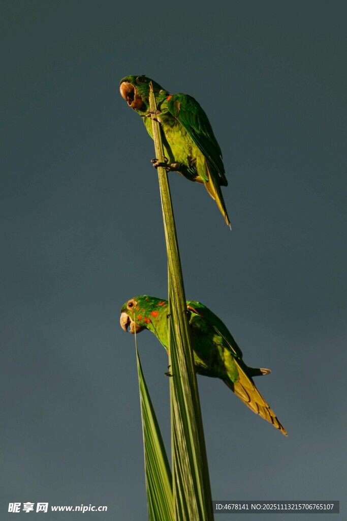 双鹦鹉立于绿枝上
