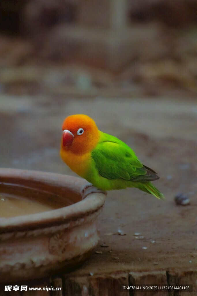 多彩鹦鹉立于古朴容器旁