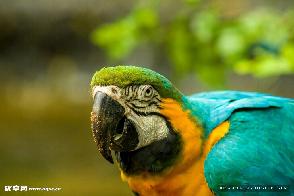 多彩鹦鹉特写