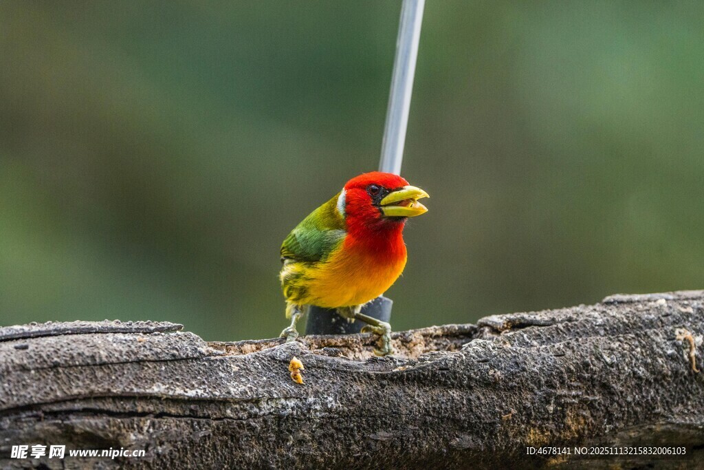 多彩小鸟立于树干
