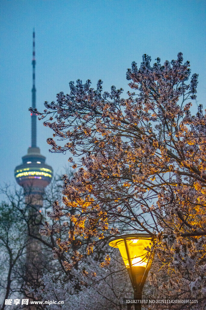 夜幕下繁花与高塔的景致