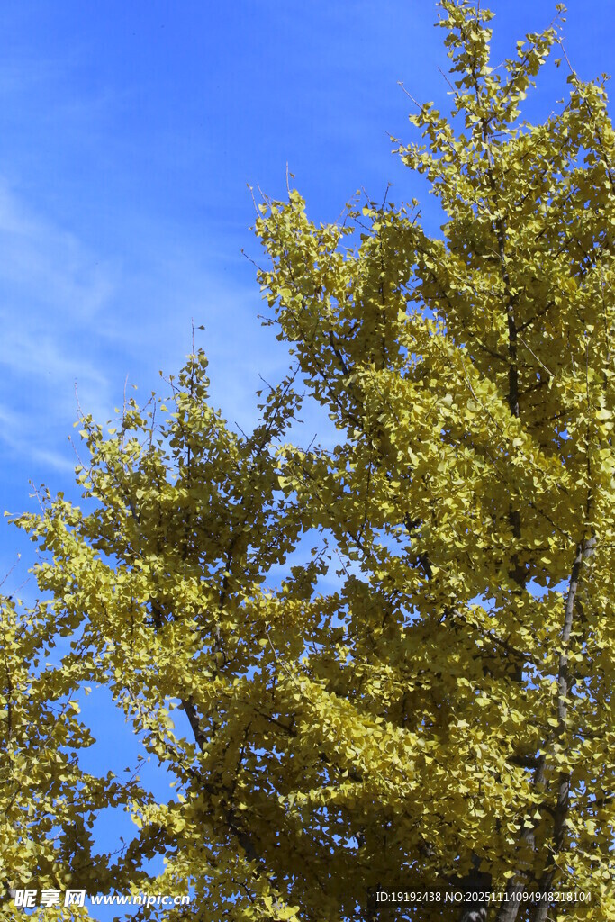 金秋银杏树  