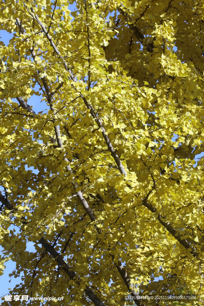 金秋银杏树 