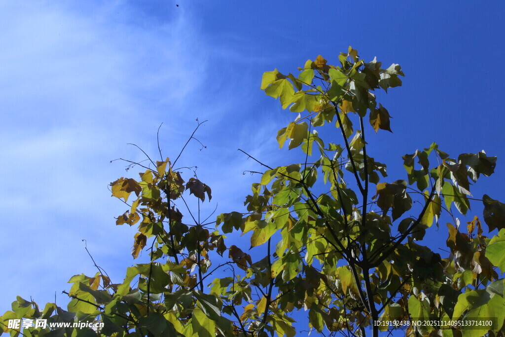 梧桐彩叶  