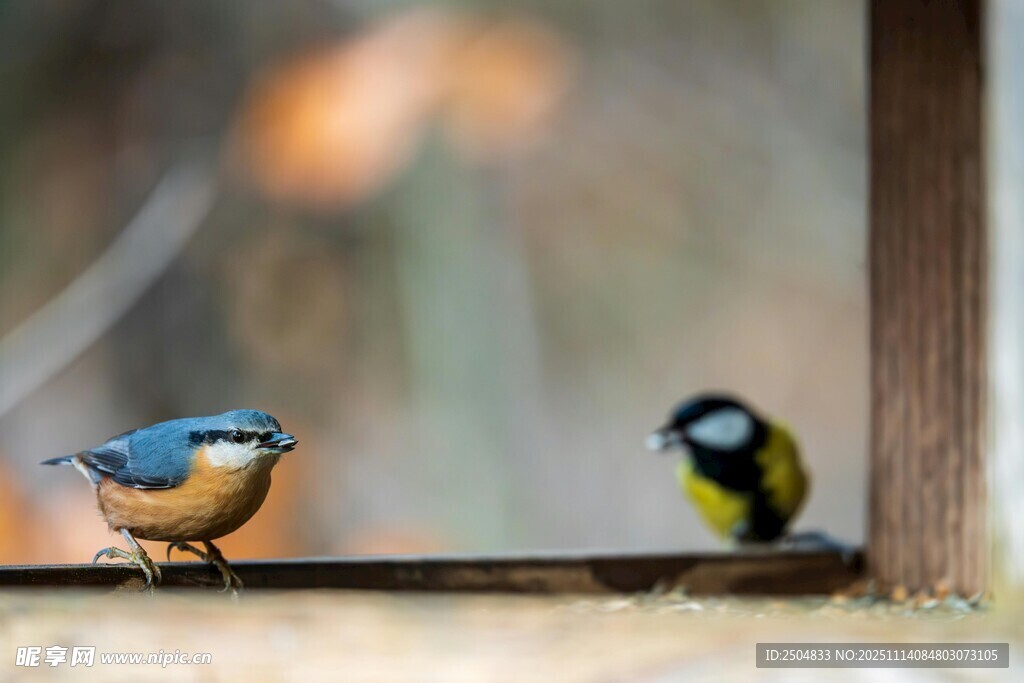 窗台上的两只可爱小鸟