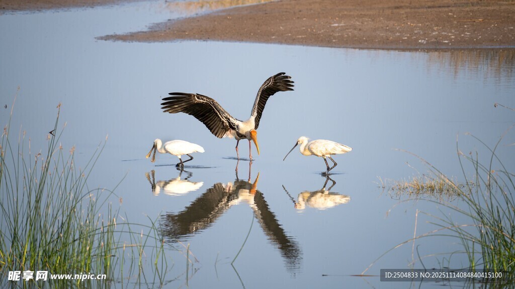水面上的飞鸟与倒影