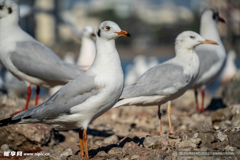 海边站立的一群海鸥