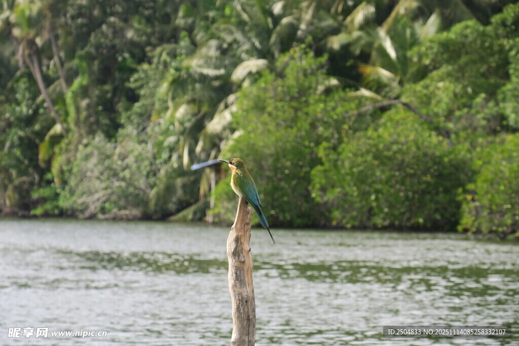 枝头翠鸟 静立水域之畔