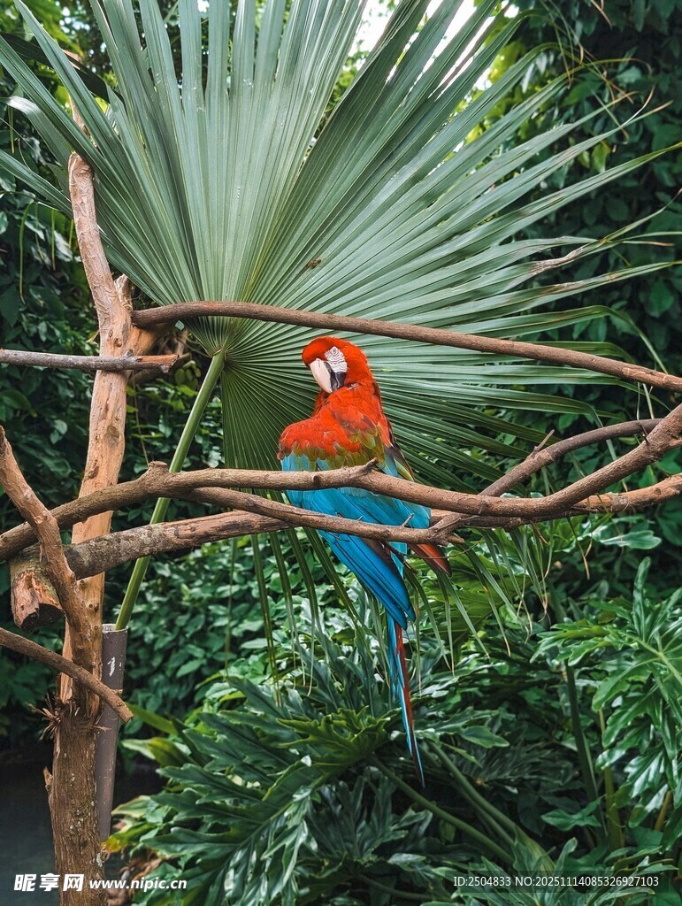 树枝上的艳丽鹦鹉