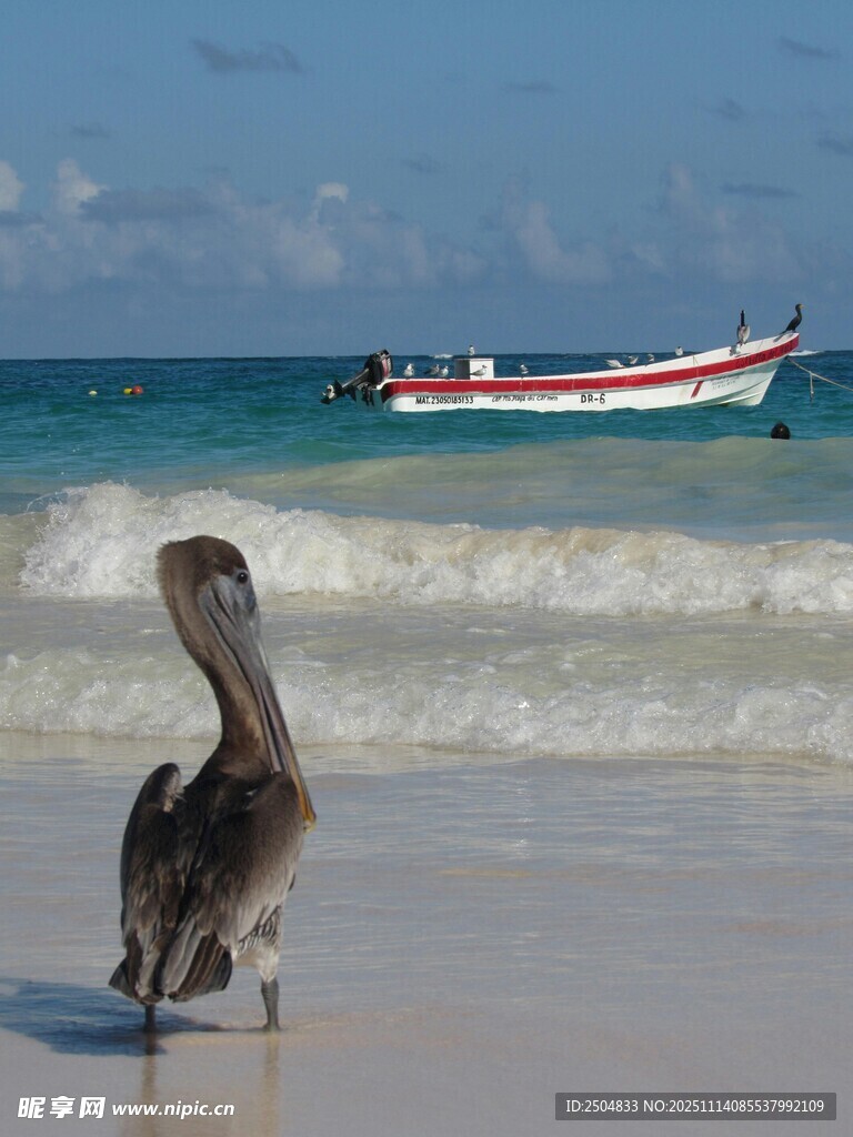 海滩上的鹈鹕与海中船只