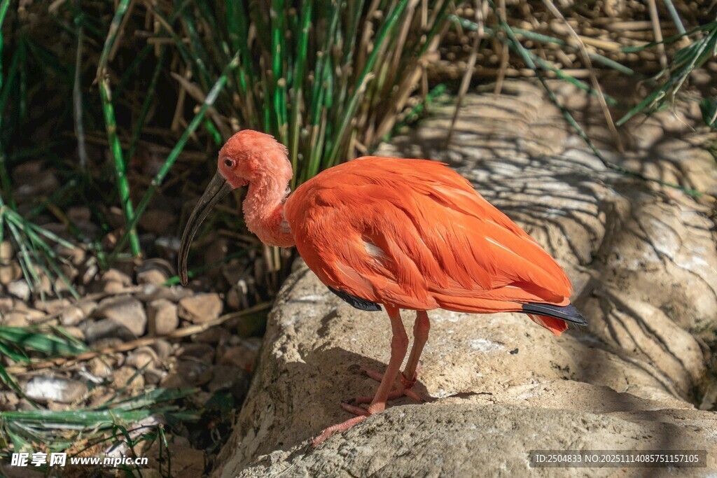 橙红色鹮鸟立于岩石