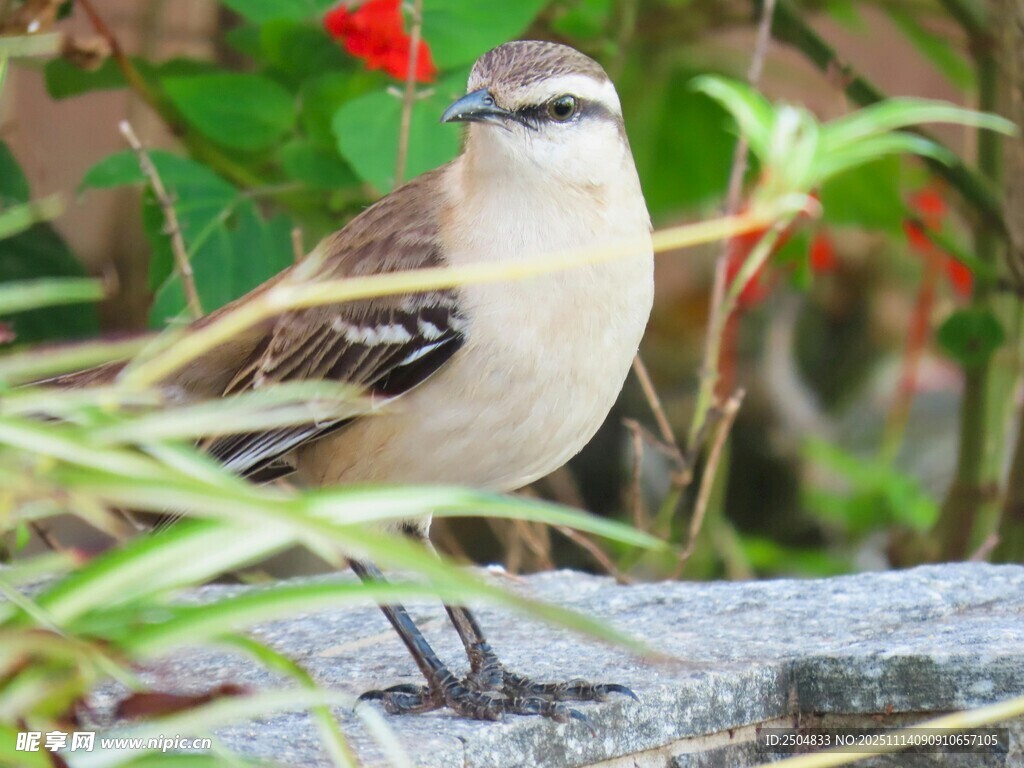 石上小鸟 自然灵动瞬间