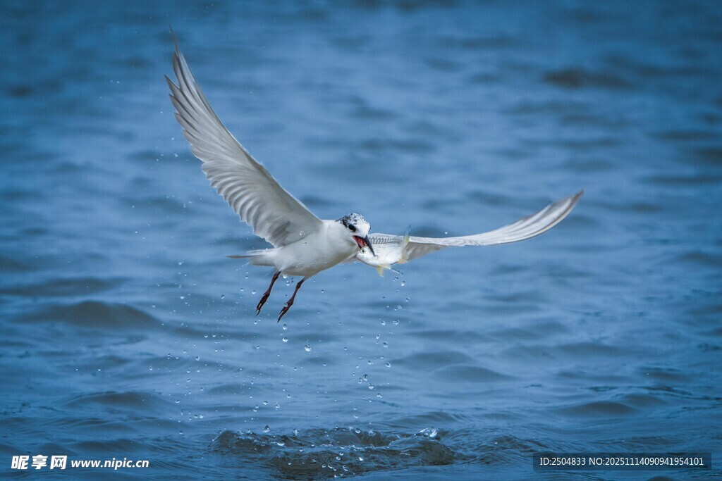 海鸟展翅于碧波之上